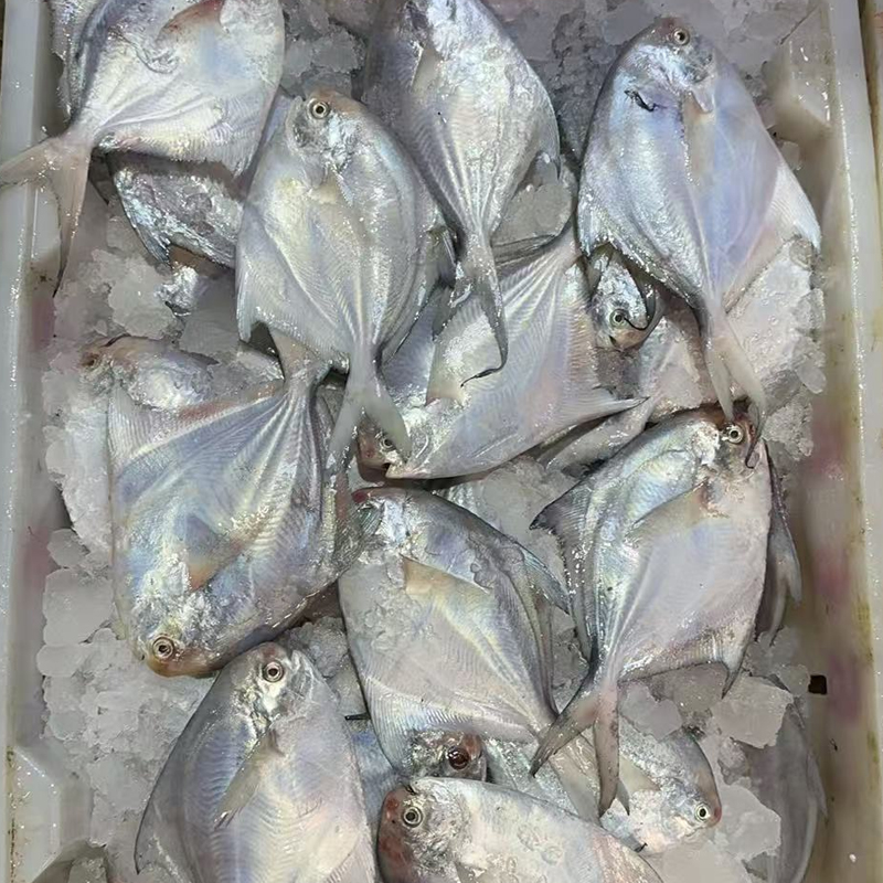 (白昌鱼)广东汕尾本港小船浅海野生海鱼