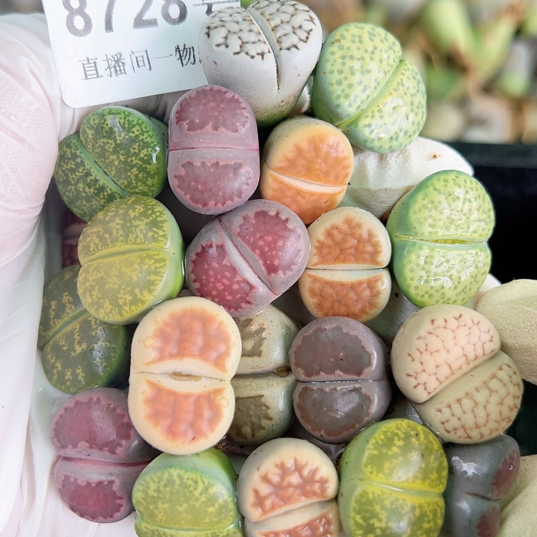 8728 好养易活生石花大母本20个