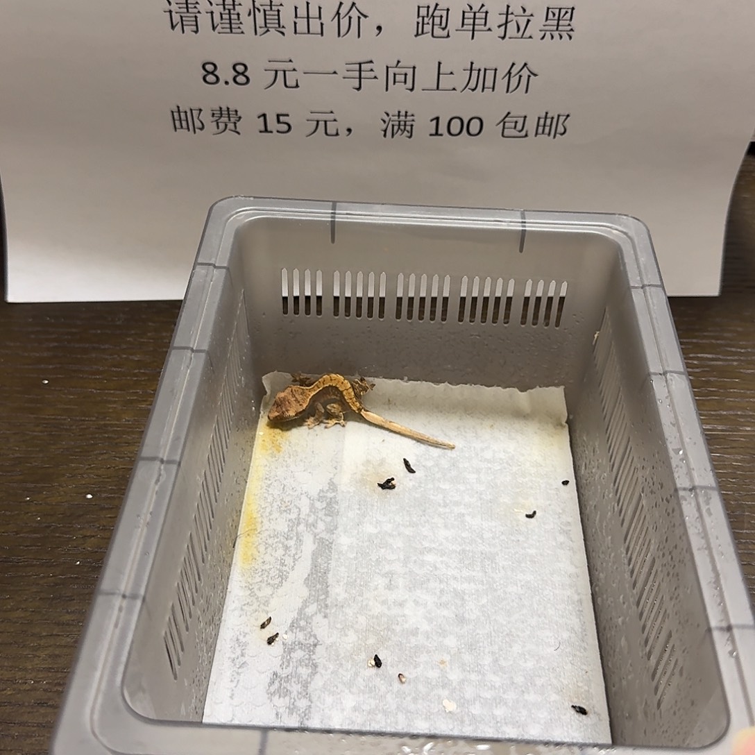 睫角守宫睫角守宫