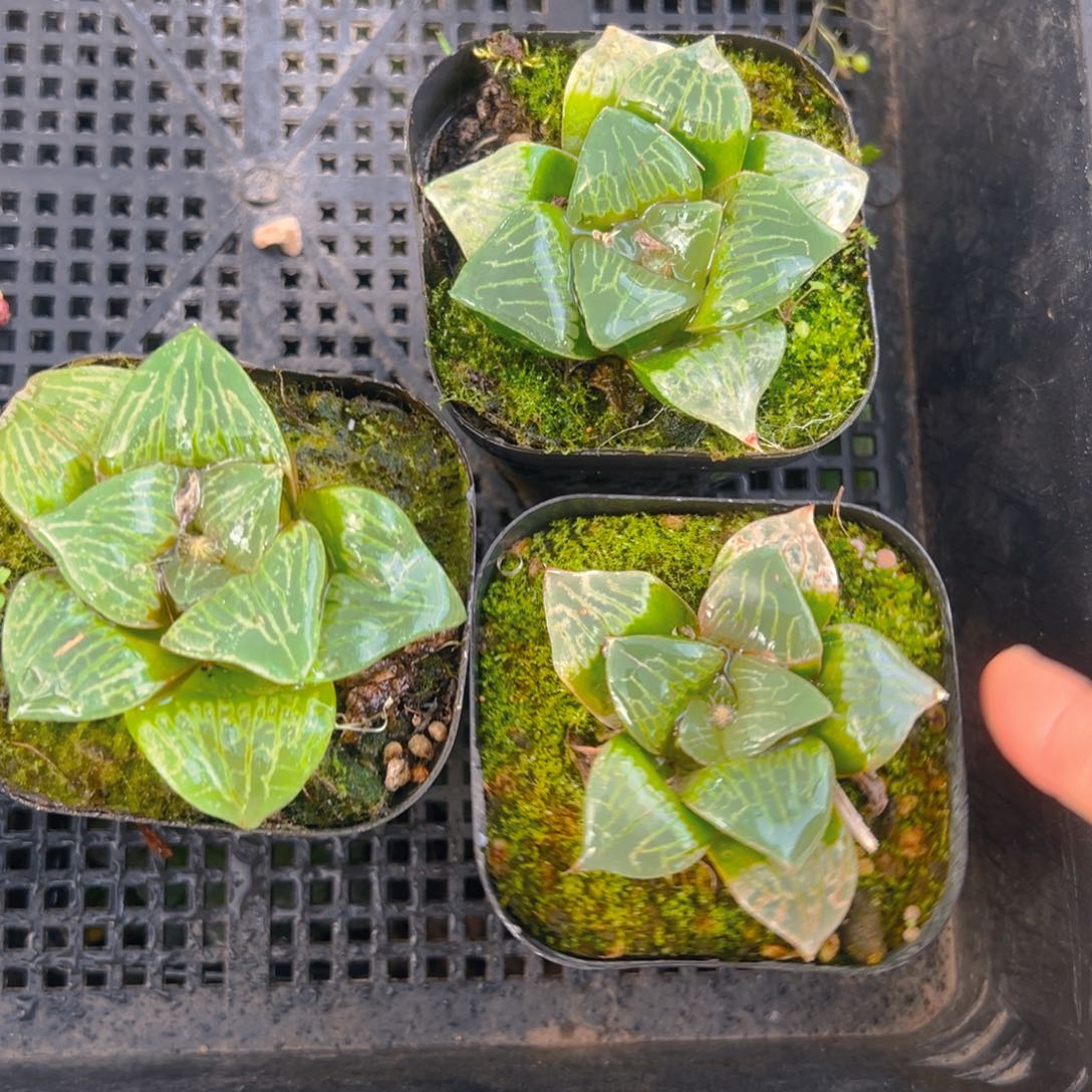 康克寿多肉多肉多肉一颗