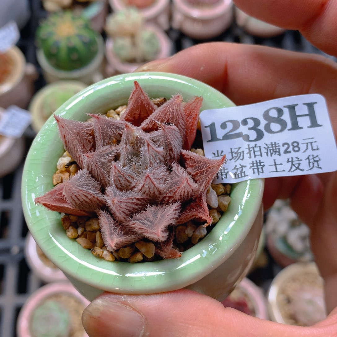 5厘米盆精控多肉1238