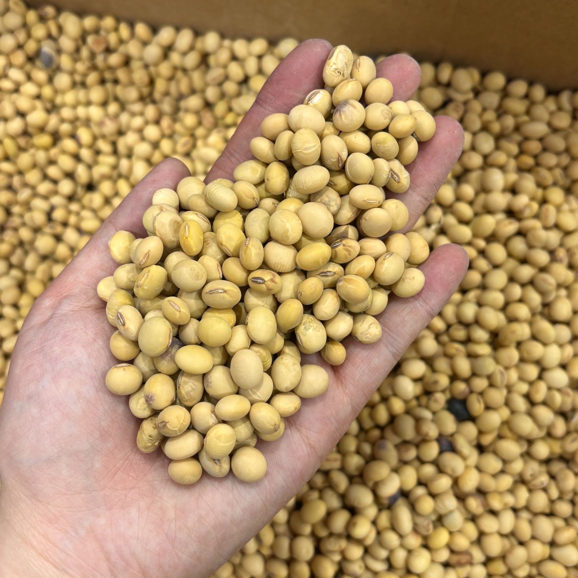 修水 生黄豆子 可以磨豆浆
