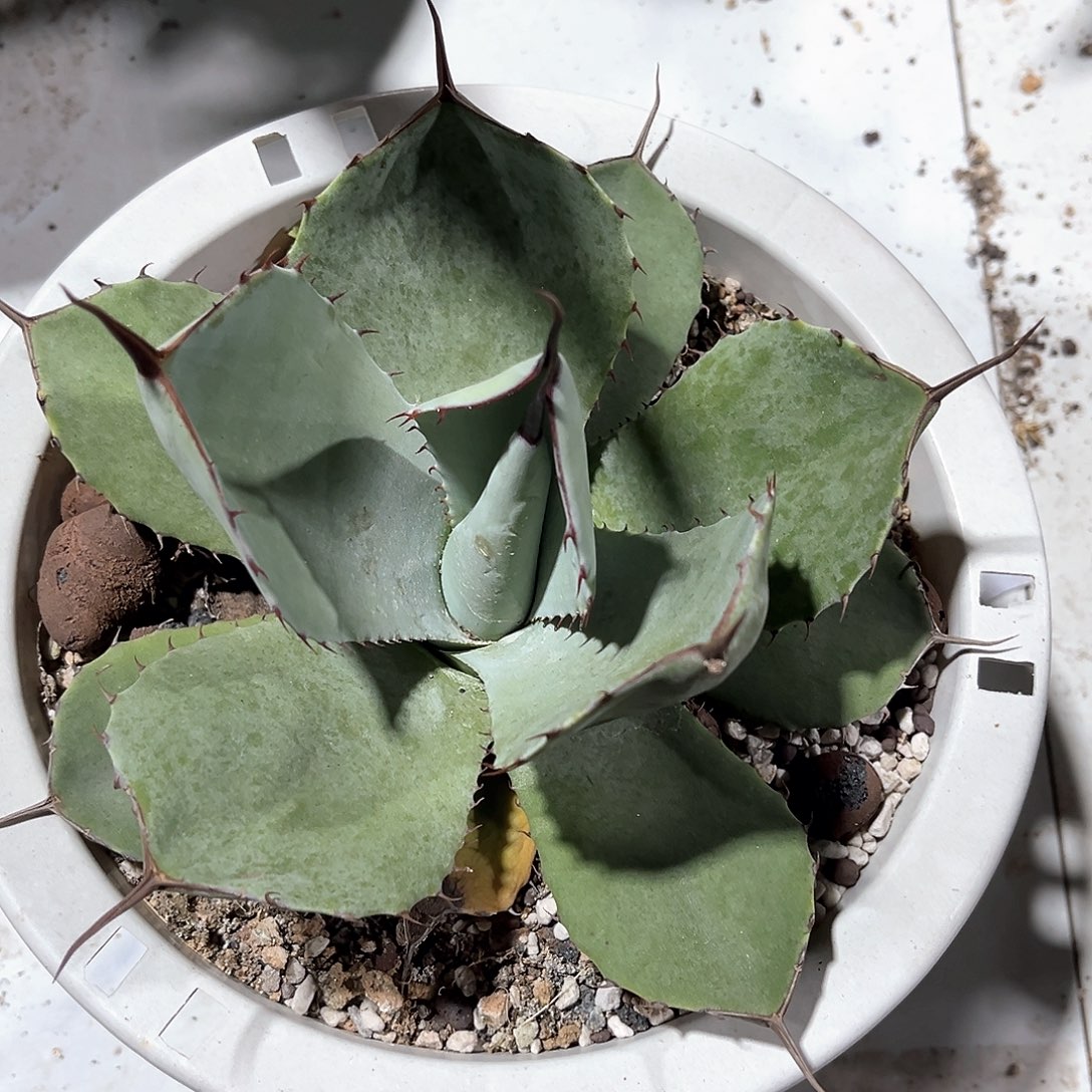 高*福克斯福利出