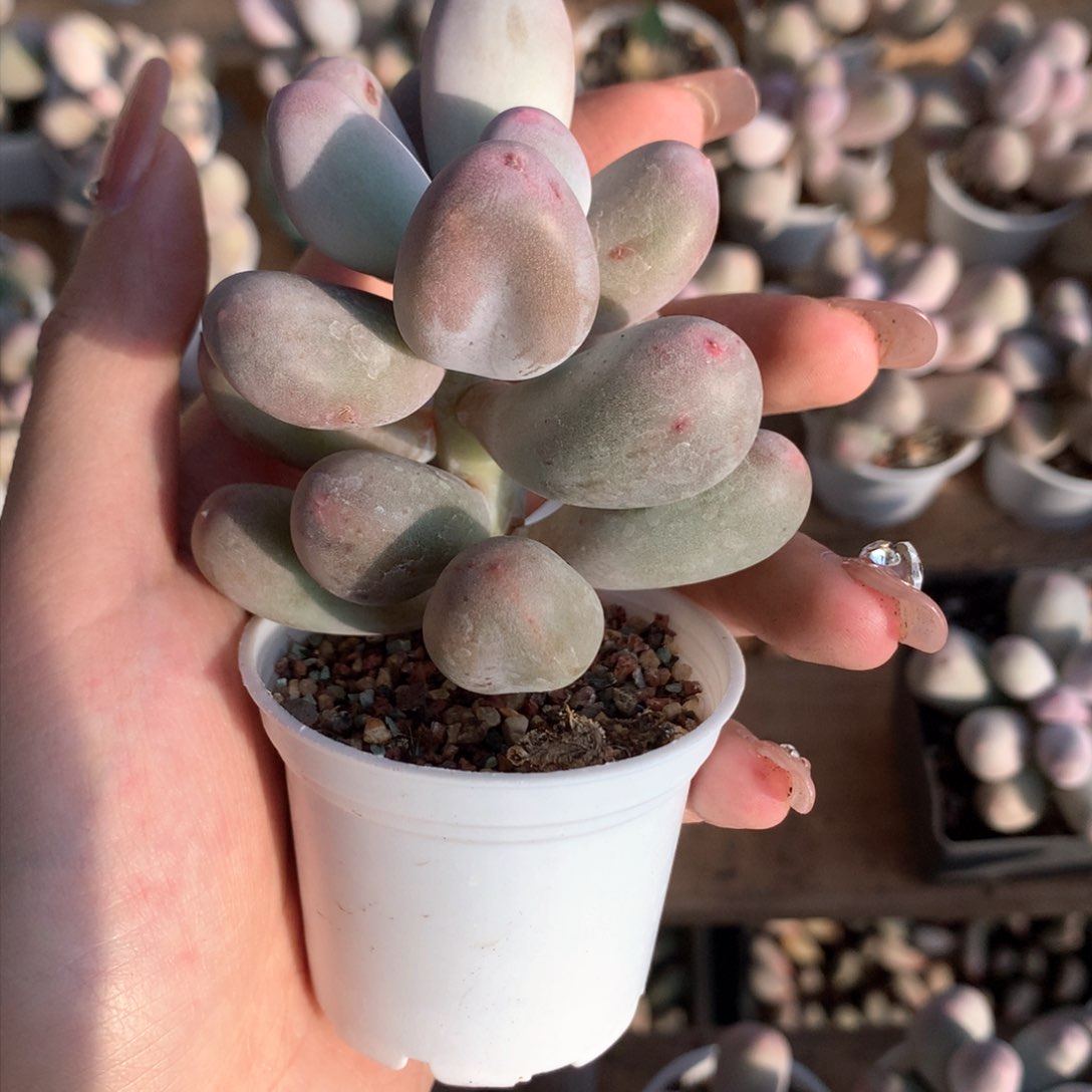 韩国米可米可母本