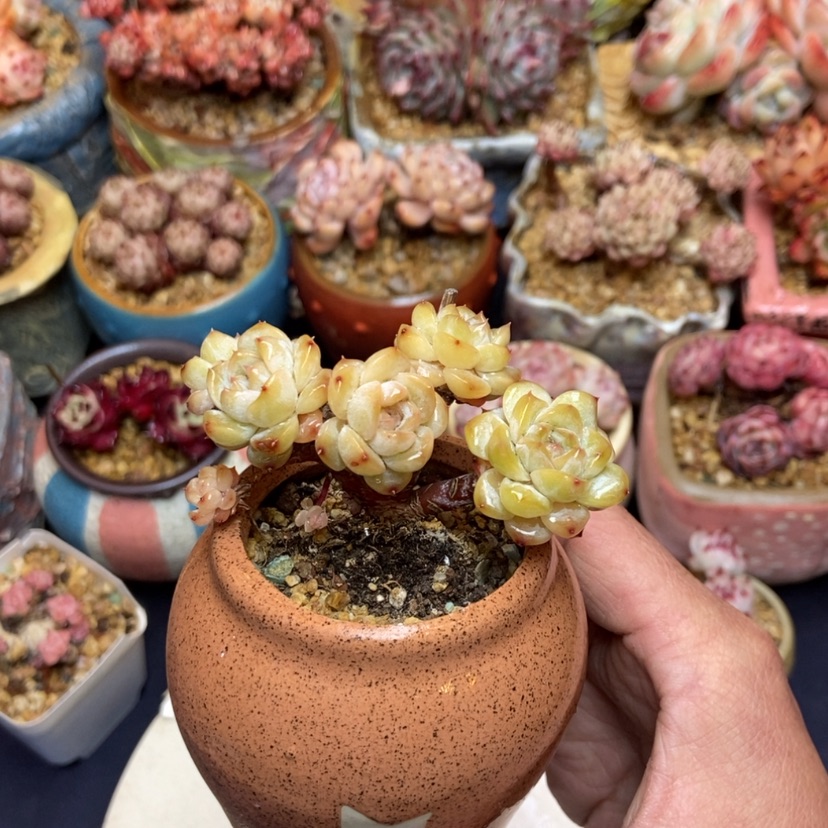 【闪购商品】冰魄朵朵