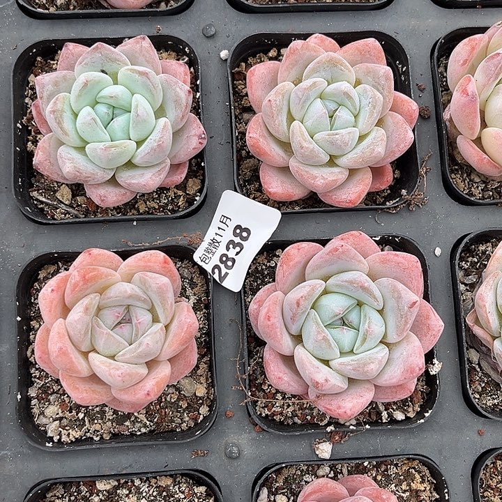 阿雅园艺。       2838四颗