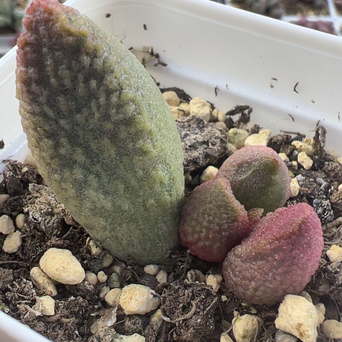 草莓糖释迦多肉植物水泡