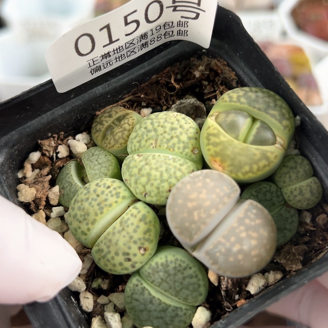 好养易活生石花大母本0150