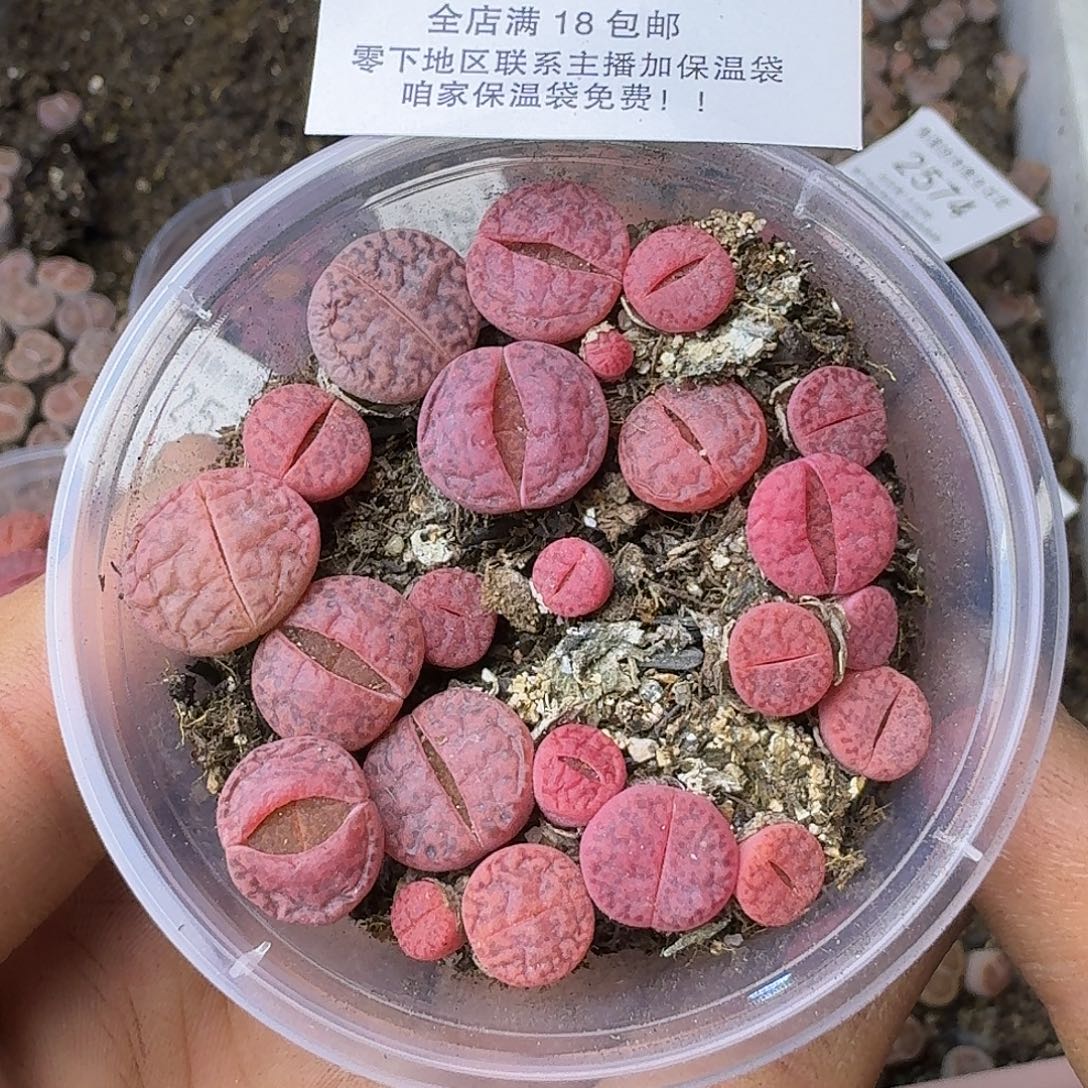 2570 哈哈哈哈哈哈哈哈哈