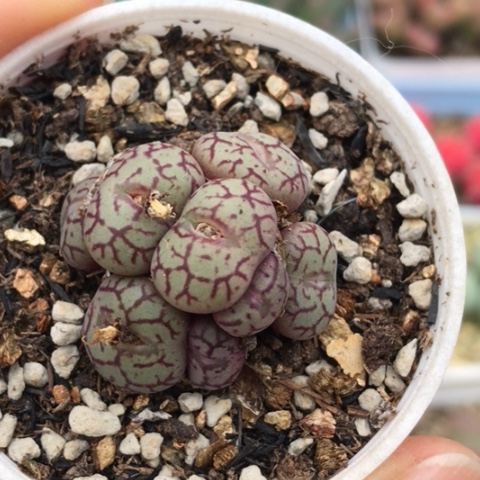 多肉肉锥 红纹青姬