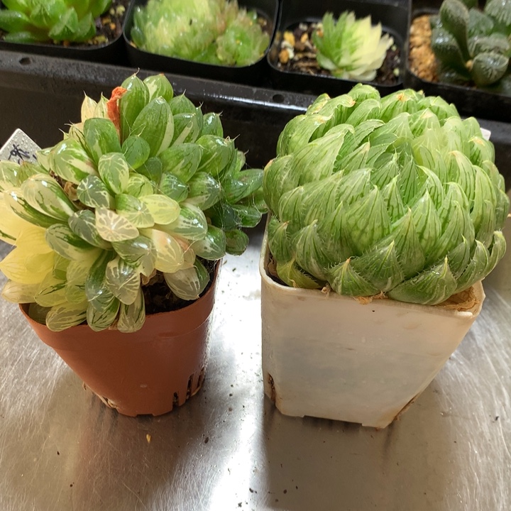 苏州玉露锦+樱水晶一物一拍