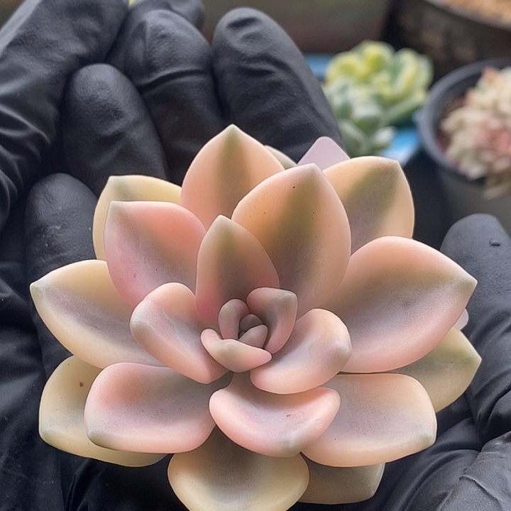 冬美人复轮锦多肉植物