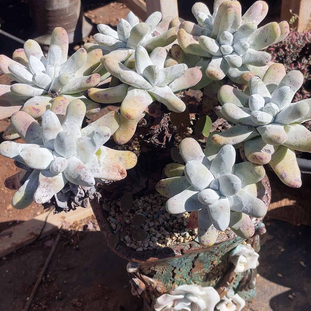 N****o拇指多头老桩群生