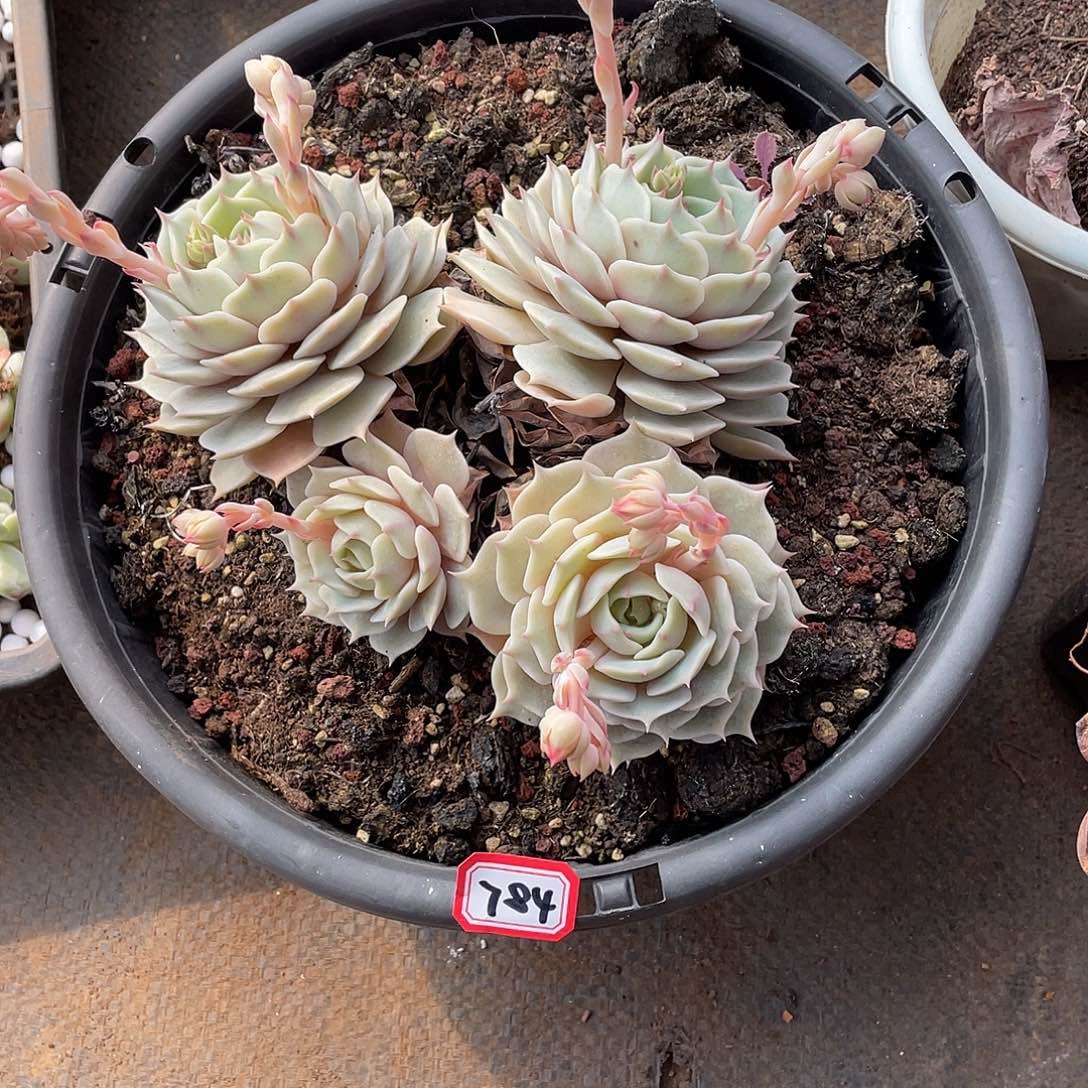 784露娜莲 一物一拍多肉