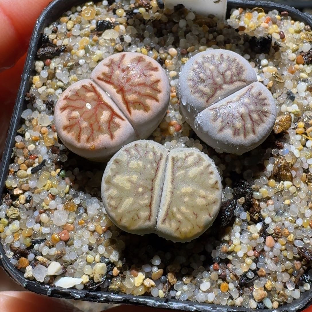 板娘亏本清货了956