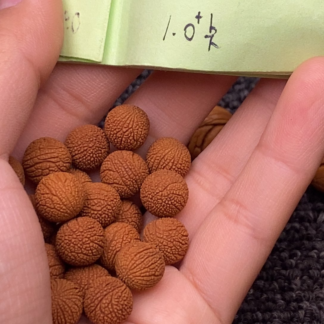 秦岭山脉龙纹桃核 21