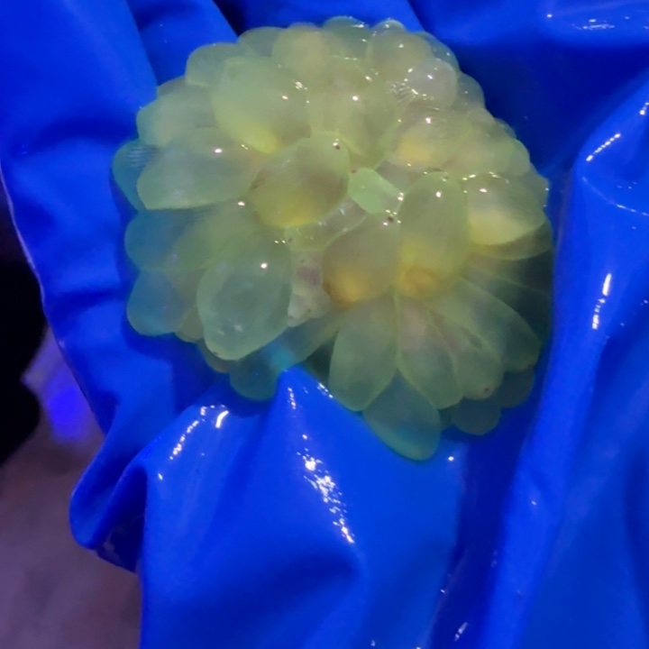 吖***哈奶嘴海葵绿奶11111111