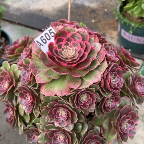 605粉花妖26厘米左右