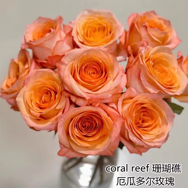 【3棵包邮】珊瑚礁月季浓香切花玫瑰阳台庭院花卉盆栽多季开花