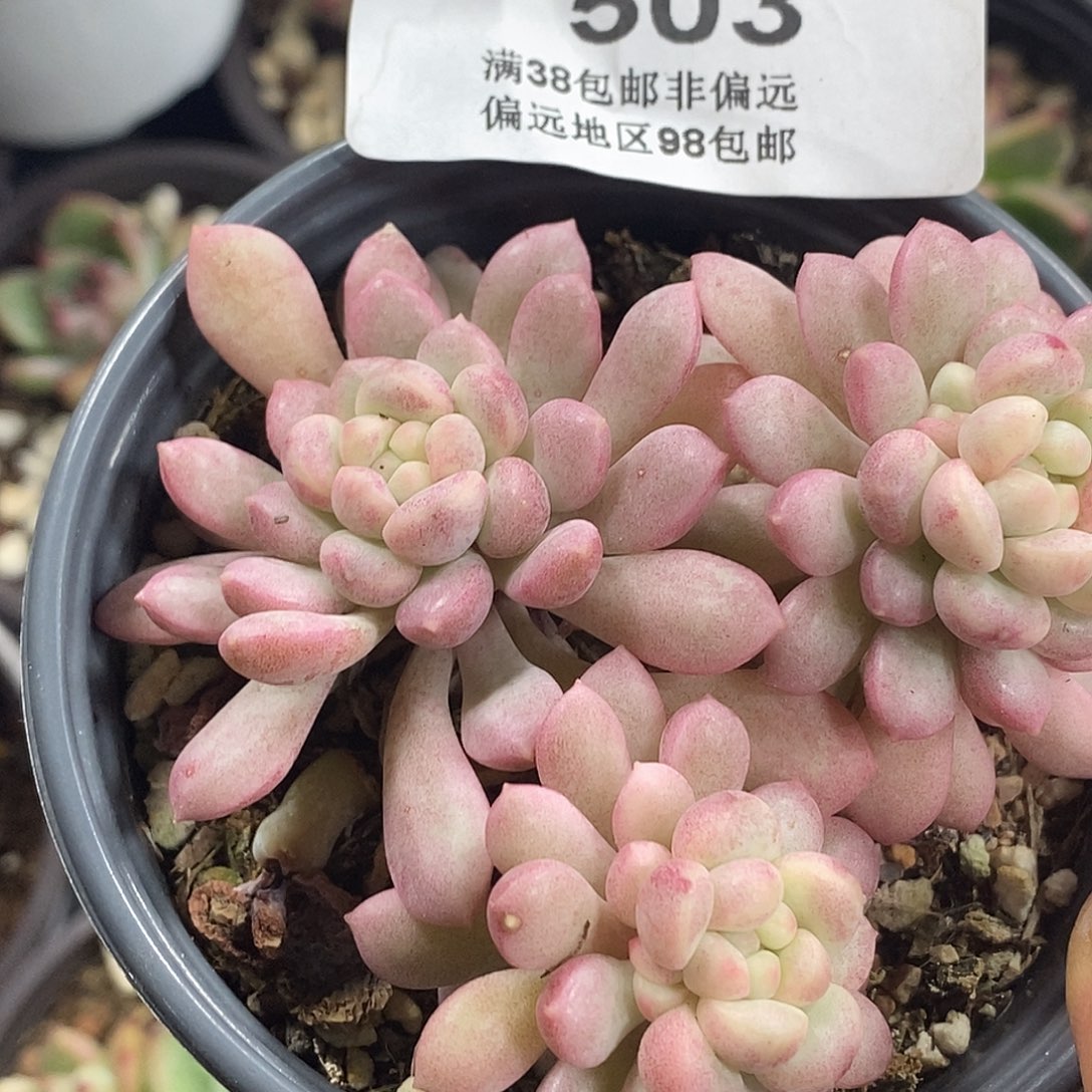 503小红蛋锦  小方花圃一物一拍