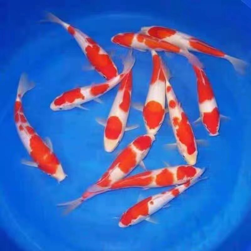 进口赛级锦鲤直播专属链接不包邮