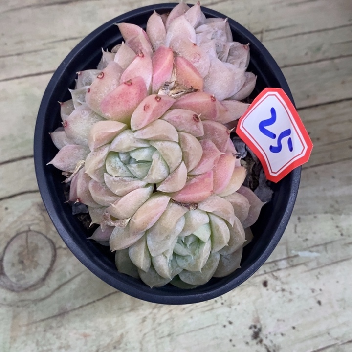 一物一拍多肉杂交9公分25