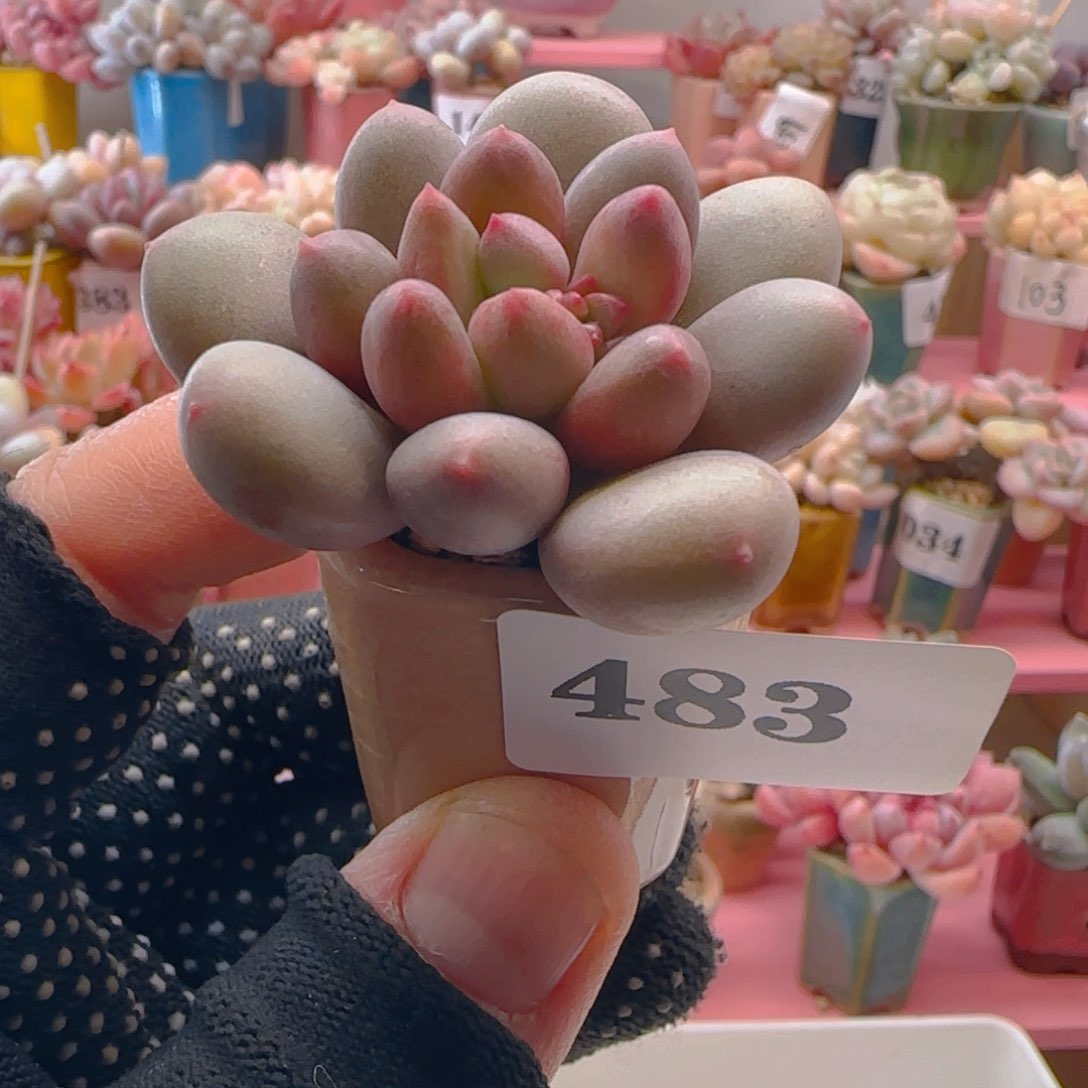 宝石美人483 ，带盆土发货，满38包邮非偏远。