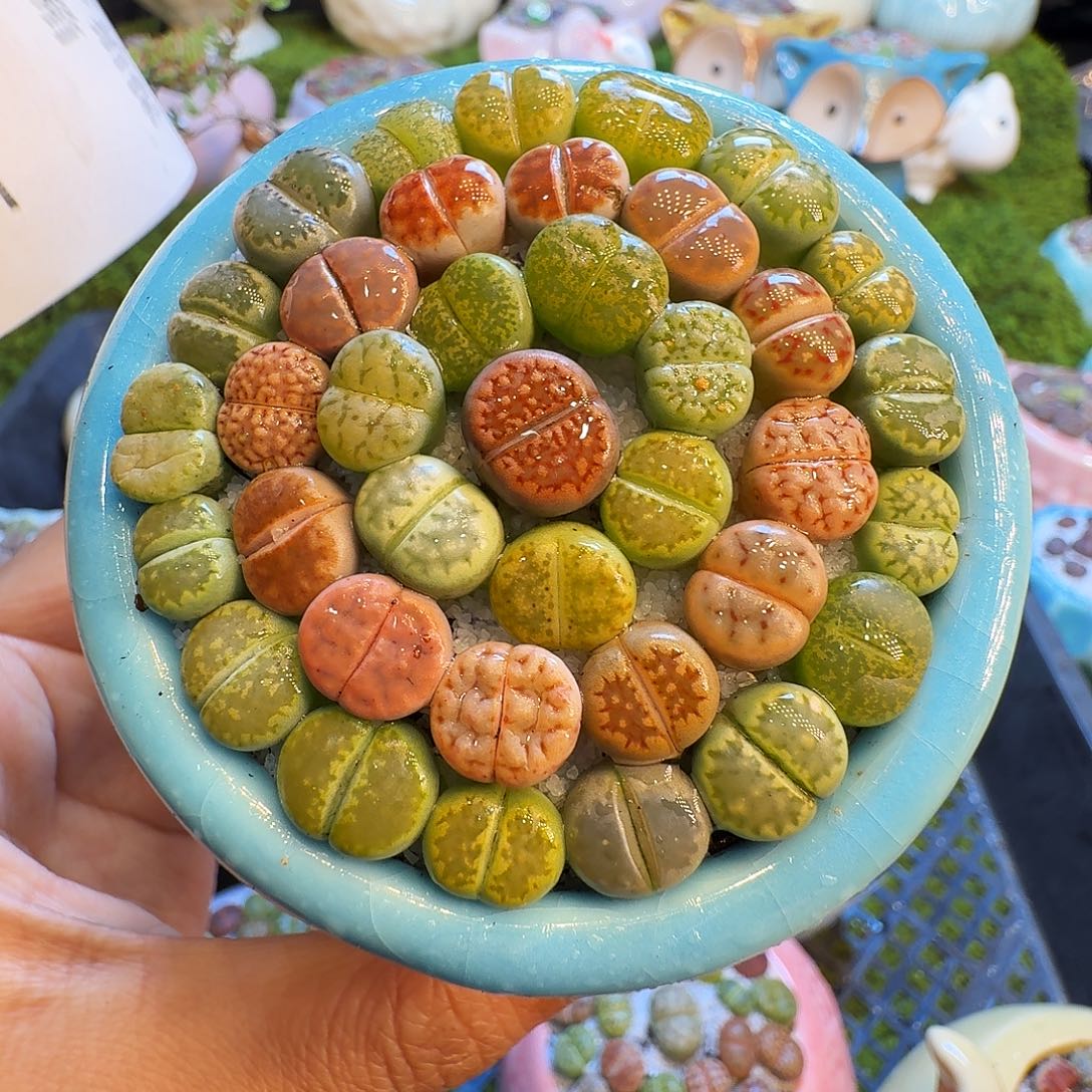 多肉植物福利冲1345