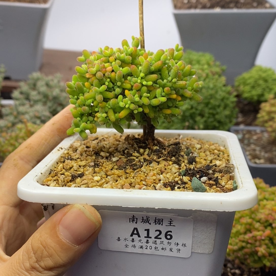 126蜜橘糖球枝干番杏