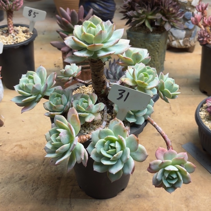 多肉植物，恋曲31号