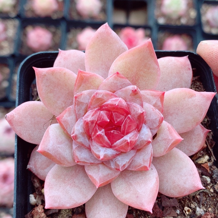 糖钻6cm多肉植物