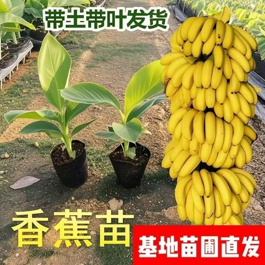 广西正宗香蕉王粉蕉苗矮化小米蕉香蕉树苗结果快庭院种植广西发货
