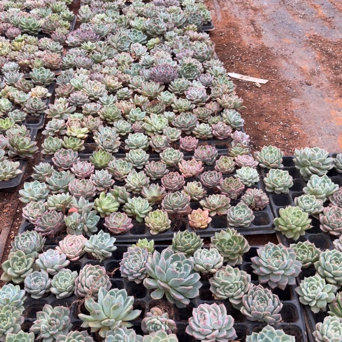 23-40珍妮绿菜混合二十五颗量拍中门左六