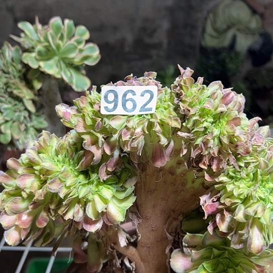 A***子多肉植物一个少华962