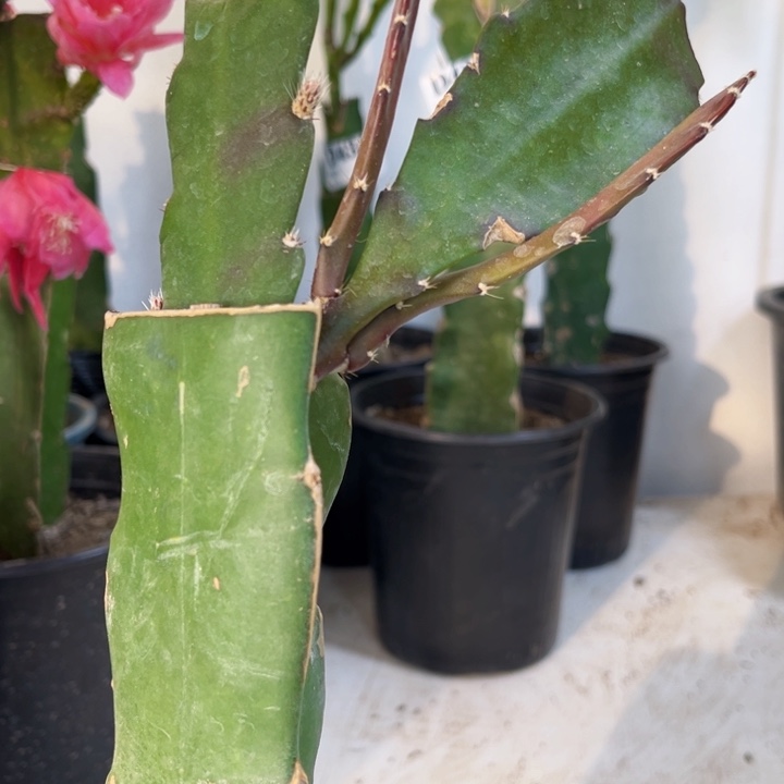 当前无花栽培后可以开花玲***韵436
