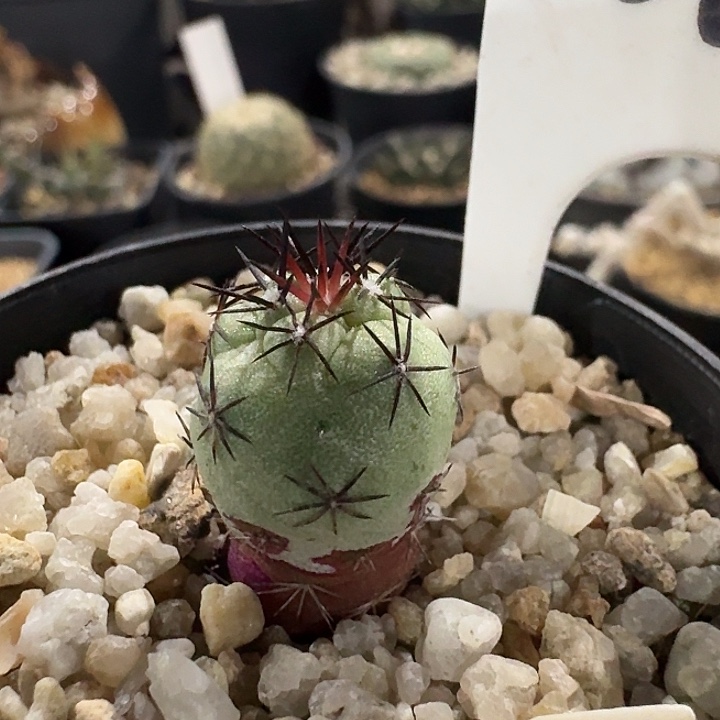 帝王丸自根仙人球