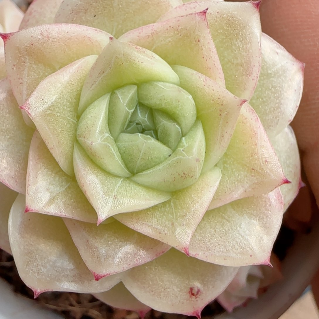 端**雪【闪购商品】0212-108（ht-112）