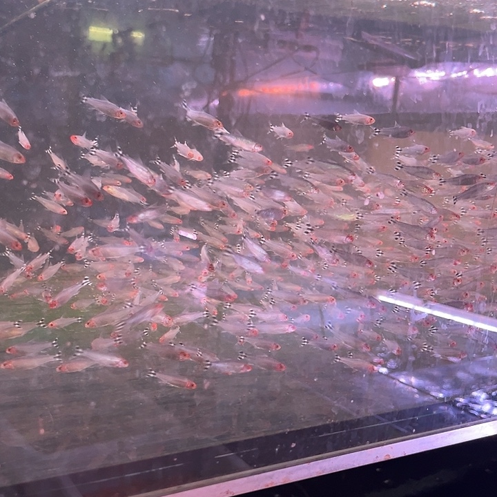 灯科鱼蓝鲨鱼2条10-12cm