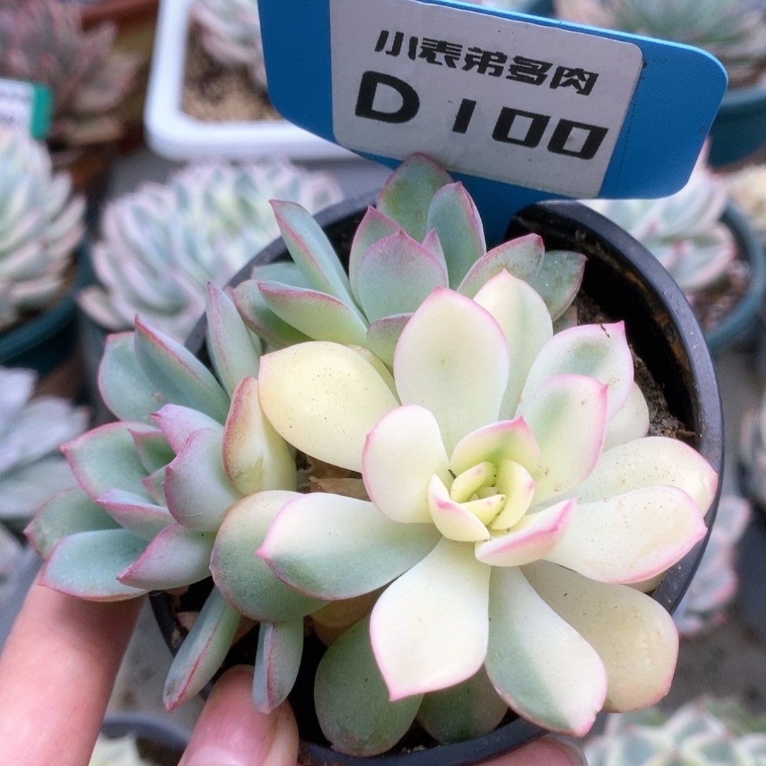 100雨燕座锦锦锦锦锦锦