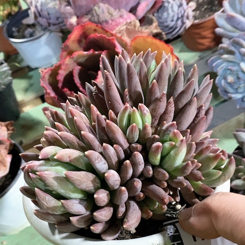 【闪购商品】炫彩星1798