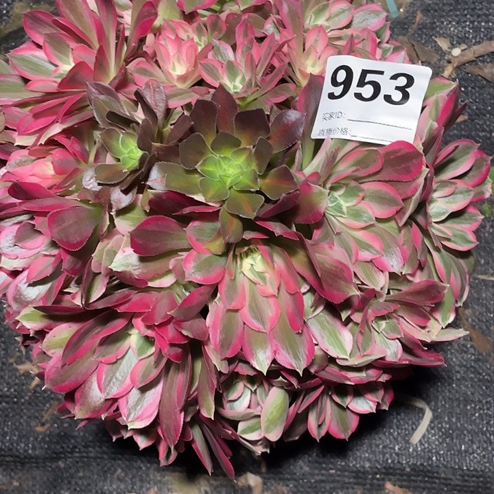 953男神法师3-3花花