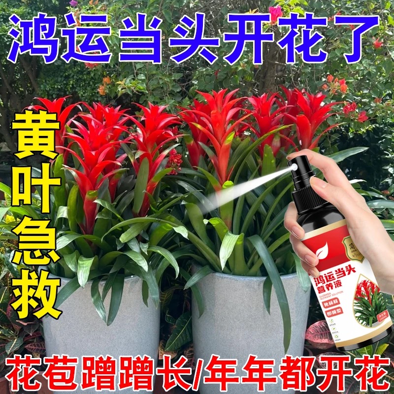 鸿运当头花专用营养液防黄叶斑点枯萎卷边花失色家用植物专用花肥