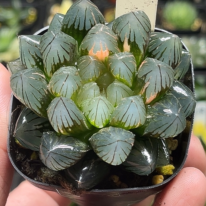 67大窗龙爪玉露锦