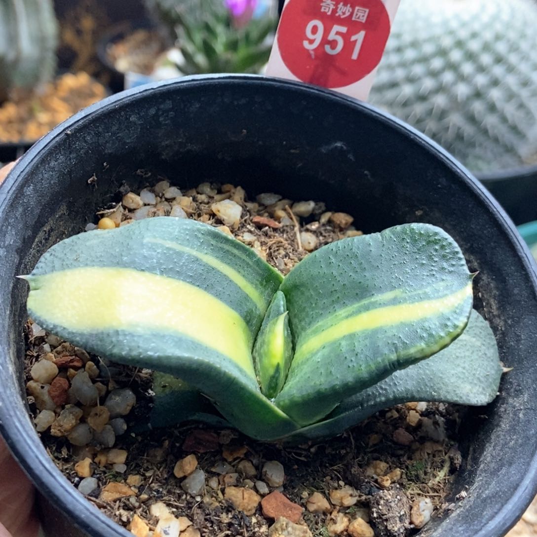 卧牛锦一棵仙人球