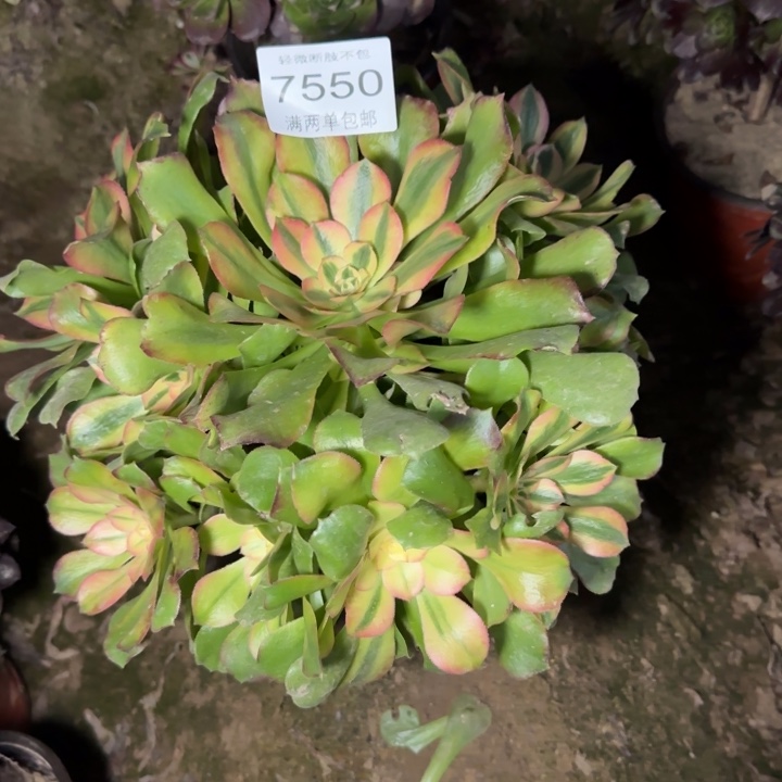 7550维娜多肉植物