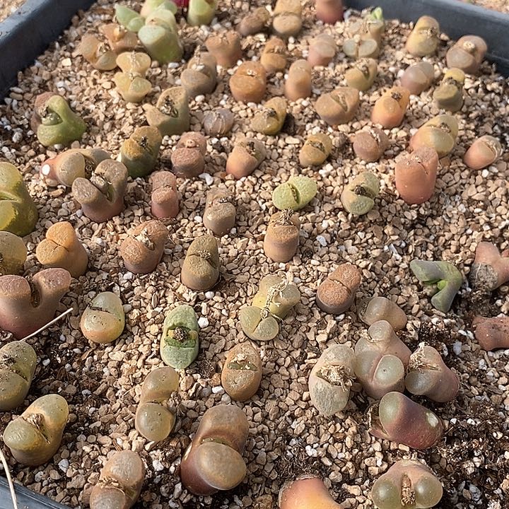 13619一筐风铃有伤