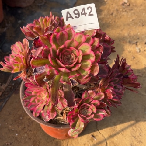 勿**加多肉植物白月光捧花