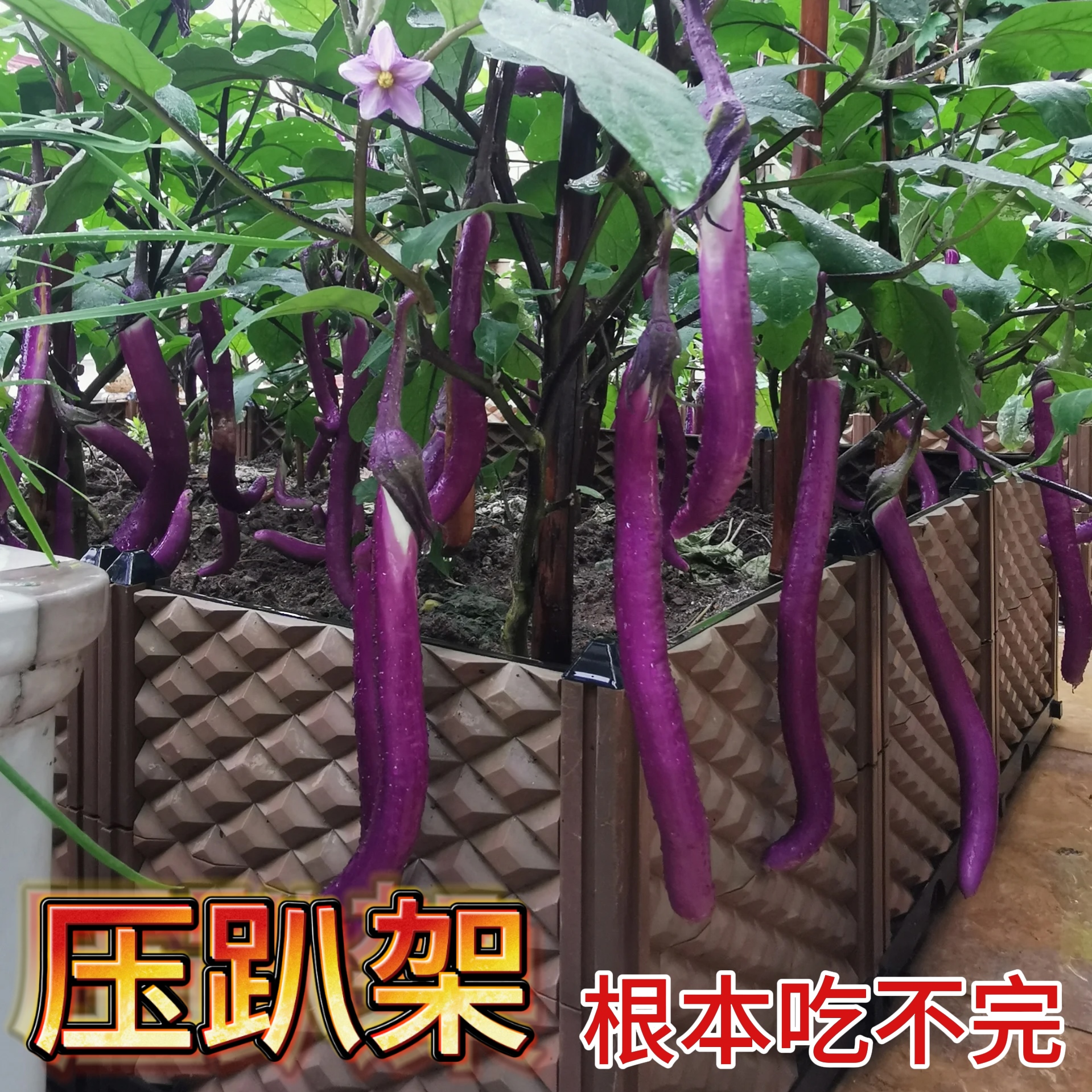 杭茄1号紫线茄苗带土球菜苗幼苗线茄子苗南方蔬菜长茄春秋四季种