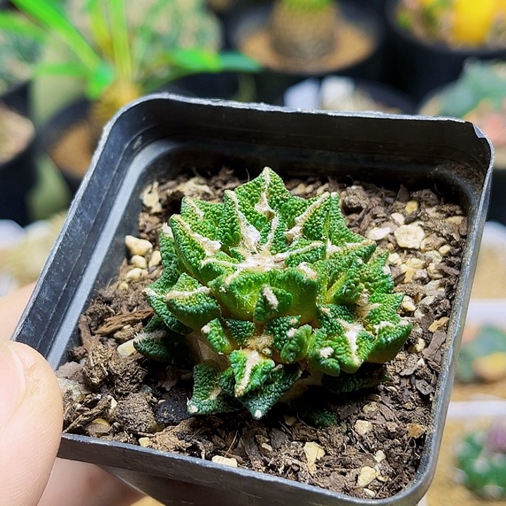 3头自根黑牡丹带盆
