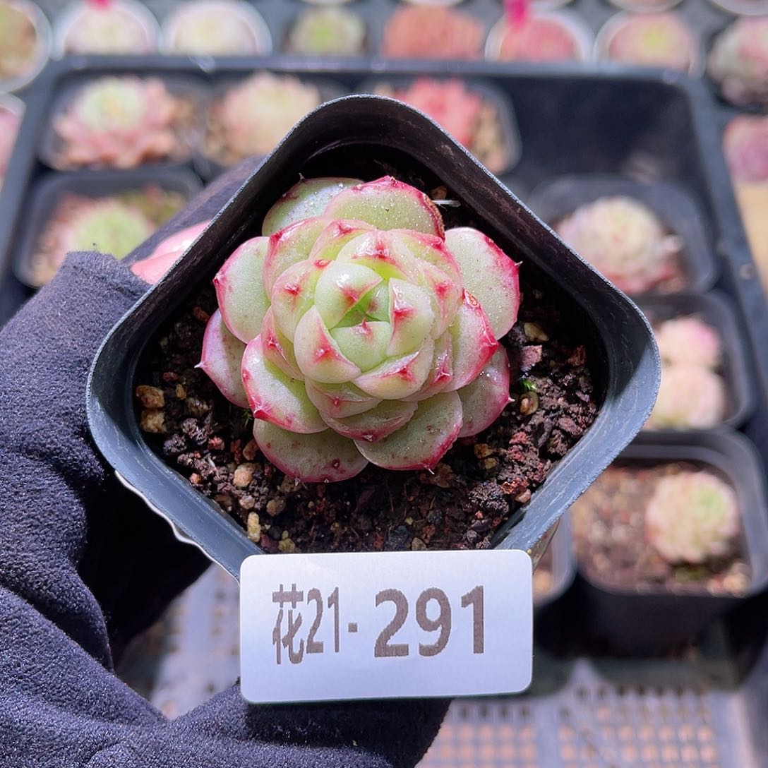 花利美21-291麦秆